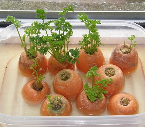 10-vegetables-herbs-you-can-eat-once-and-regrow-forever.w654