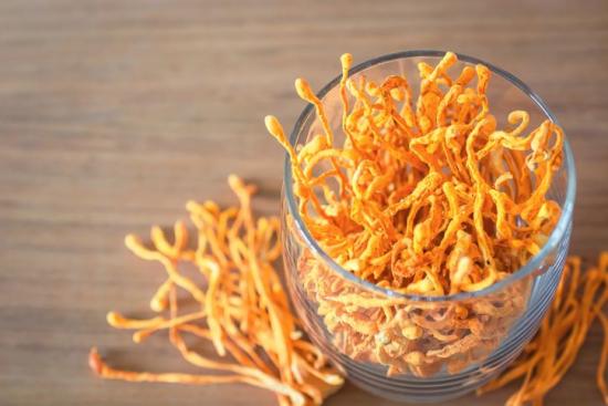 cordyceps cordyceps