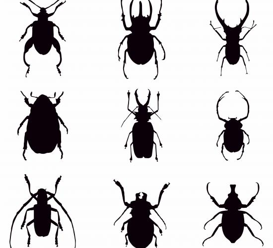 e28094pngtreee28094vector20bug20silhouettes_4150292 e28094pngtreee28094vector20bug20silhouettes_4150292