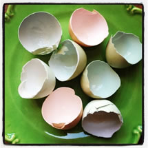 eggshells2dust