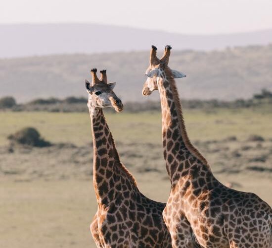 pexels-rachel-claire-4577789 pexels-rachel-claire-4577789