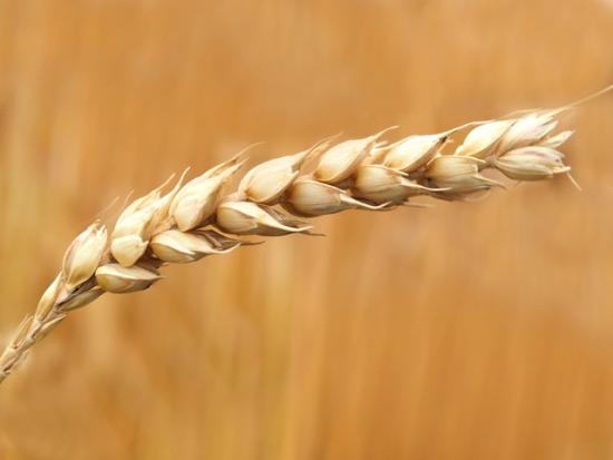 wheat-grains-closeup-photography-158603 wheat-grains-closeup-photography-158603