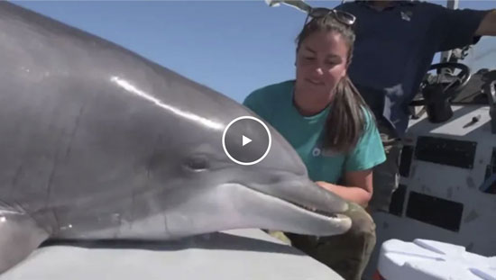 Navy Dolphins Help Scientist Discover Nutrient that May be Key to Living Longer Navy Dolphins Help Scientist Discover Nutrient that May be Key to Living Longer