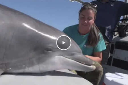 Navy Dolphins Help Scientist Discover Nutrient that May be Key to Living Longer